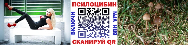 Галлюциногенные грибы Psilocybe Дербент